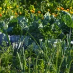 deze-planten-kunnen-de-armste-grond-brokkelig-en-vruchtbaar-maken.webp.webp